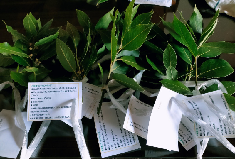 bay leaf